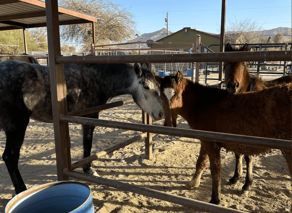 diamond joes animal sanctuary