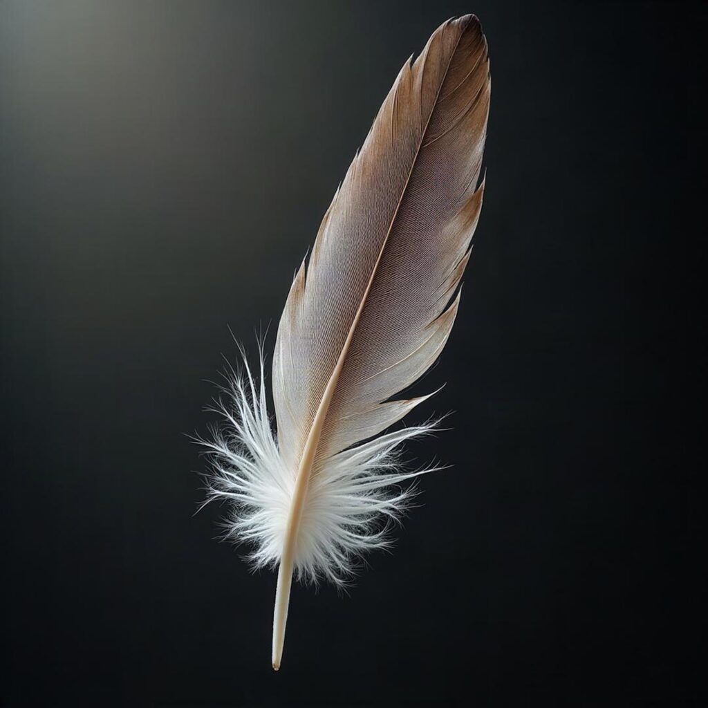A single white and gray feather against a dark background